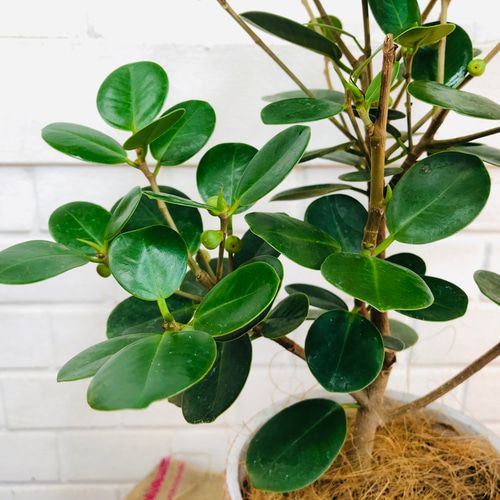 パンダガジュマル♪【送料無料！】観葉植物 グリーンインテリア 癒し