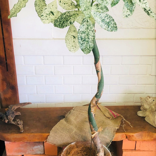 斑入りパキラ♪ミルキーウェイ【送料無料！】観葉植物 グリーン