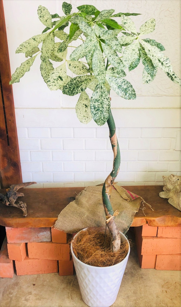 斑入りパキラ　ミルキーウェイ 斑入りパキラ ミルキーウェイ 斑入りパキラ♪ミルキーウェイ【送料無料