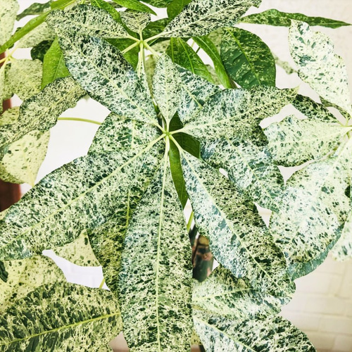 斑入りパキラ♪ミルキーウェイ【送料無料！】観葉植物 グリーン