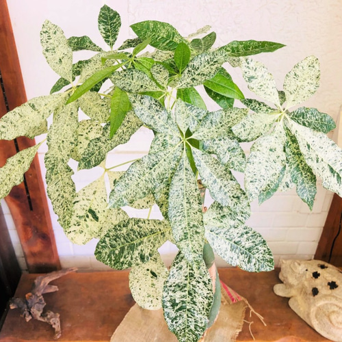 斑入りパキラ♪ミルキーウェイ【送料無料！】観葉植物 グリーン