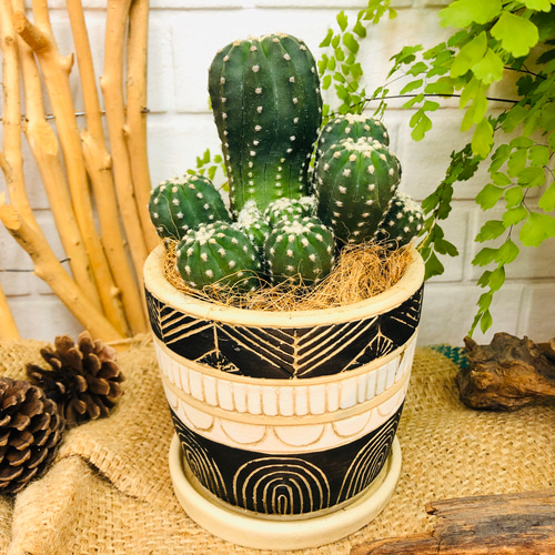 中型多肉植物セット ピンクグラデーション*5 中型多肉植物セット ピンクグラデーション*5 多肉植物 ピンク色