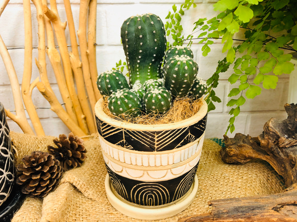 中型サボテン 緑色と黄色のトゲ 中型サボテン 緑色と黄色のトゲ