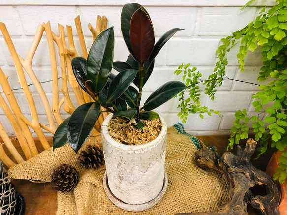 観葉植物メラニー 観葉植物メラニー