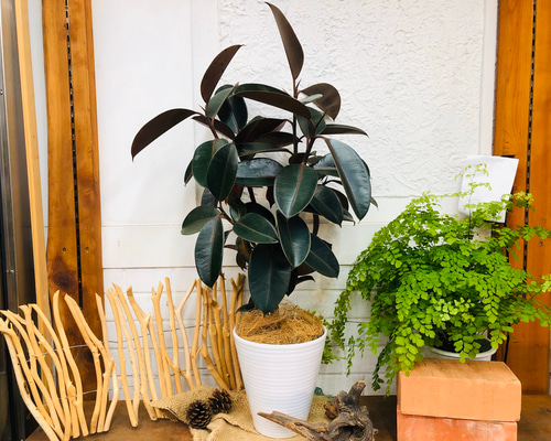 現品　フィカス　ゴムの木　バーガンディ　2番　インテリアグリーン　室内　観葉植物 楽天市場】フィカス バーガンディ 中型 選べる鉢色 ボタニー