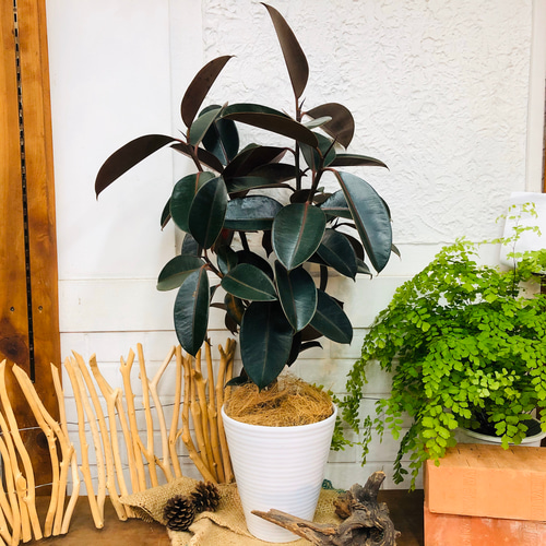フィカス バーガンディ ゴムの木 観葉植物 インテリアグリーン 【送料