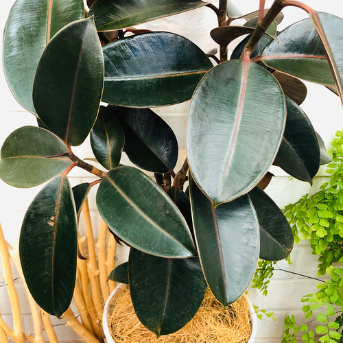 C*o様 元祖⬛︎ 白パンダガジュマル ⬛︎挿し木専用 n*o様