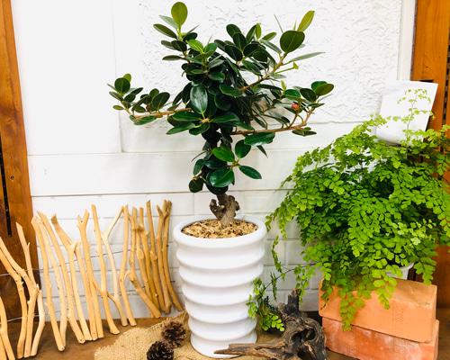 パンダガジュマル ガジュマル 精霊の宿る気 観葉植物 インテリア