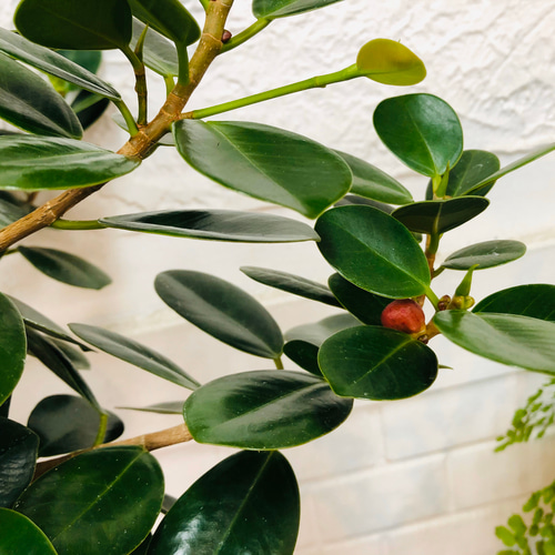 現品　ガジュマル　パンダガジュマル　57番　希少　インテリアグリーン　観葉植物 現品 ガジュマル パンダガジュマル 57番 希少 インテリア