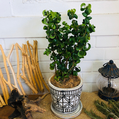 ベンジャミン・バロック 陶器鉢植え 観葉植物 インテリアグリーン