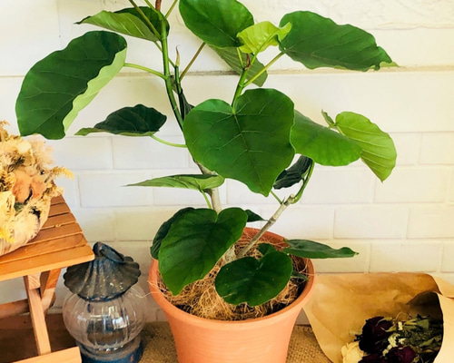 個性派インテリアグリーン・フィカス・リラータ14／初心者歓迎／丁寧梱包 個性派インテリアグリーン・フィカス・リラータ14／初心者歓迎