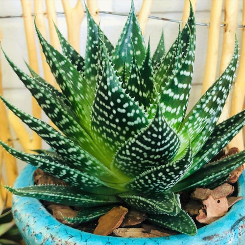 中型多肉植物セット ピンクグラデーション*5 中型多肉植物セット ピンクグラデーション*5 61VHxJ8dzYL._UF894