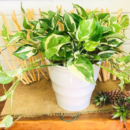 斑入りポトス エンジョイ 期間限定お値下げ中！ 陶器鉢入り 観葉植物 