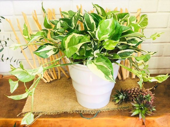 斑入りポトス エンジョイ 期間限定お値下げ中！ 陶器鉢入り 観葉植物