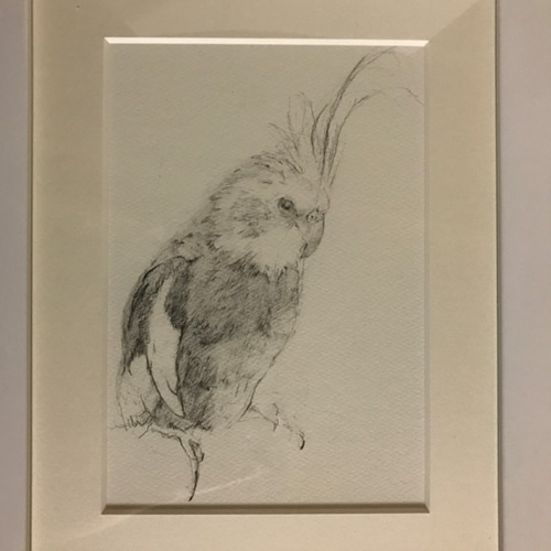 オカメインコのデッサン 白い額入り 絵画 Okame Design 通販 7481101