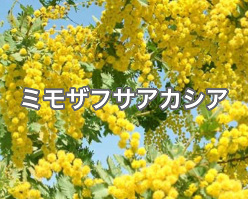ミモザ アカシア フサアカシア 苗 定番 人気 観葉植物 シンボルツリー