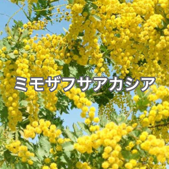 ミモザ アカシア フサアカシア 苗 定番 人気 観葉植物 シンボルツリー
