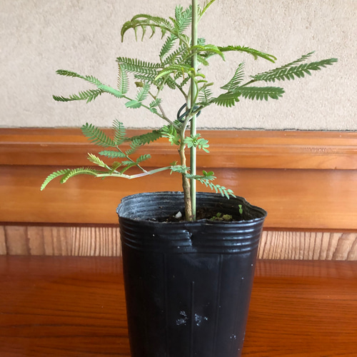 ミモザ アカシア フサアカシア 苗 定番 人気 観葉植物 シンボルツリー