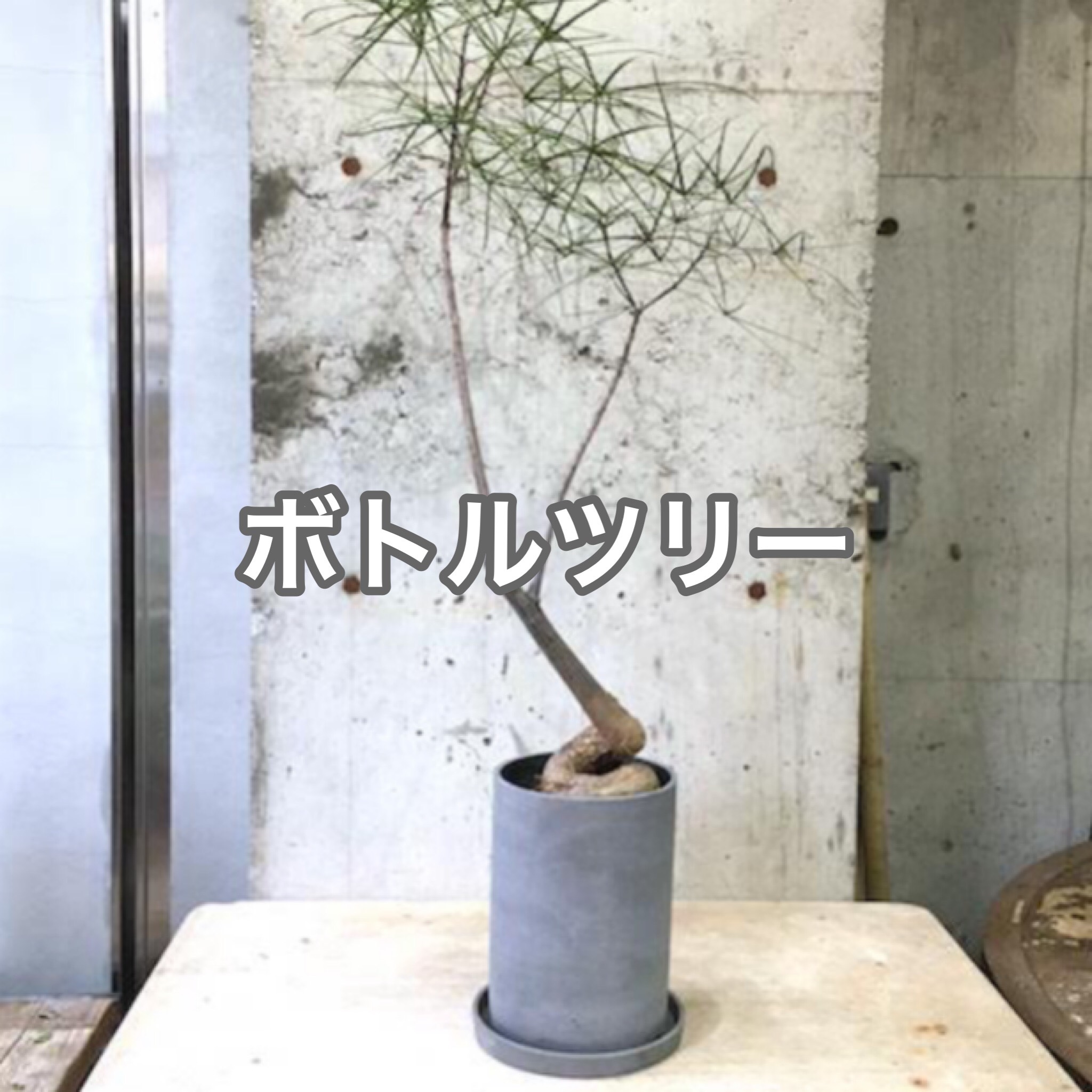 Amazon｜ボトルツリー(ブラキキトン・ルペストリス) Lサイズ
