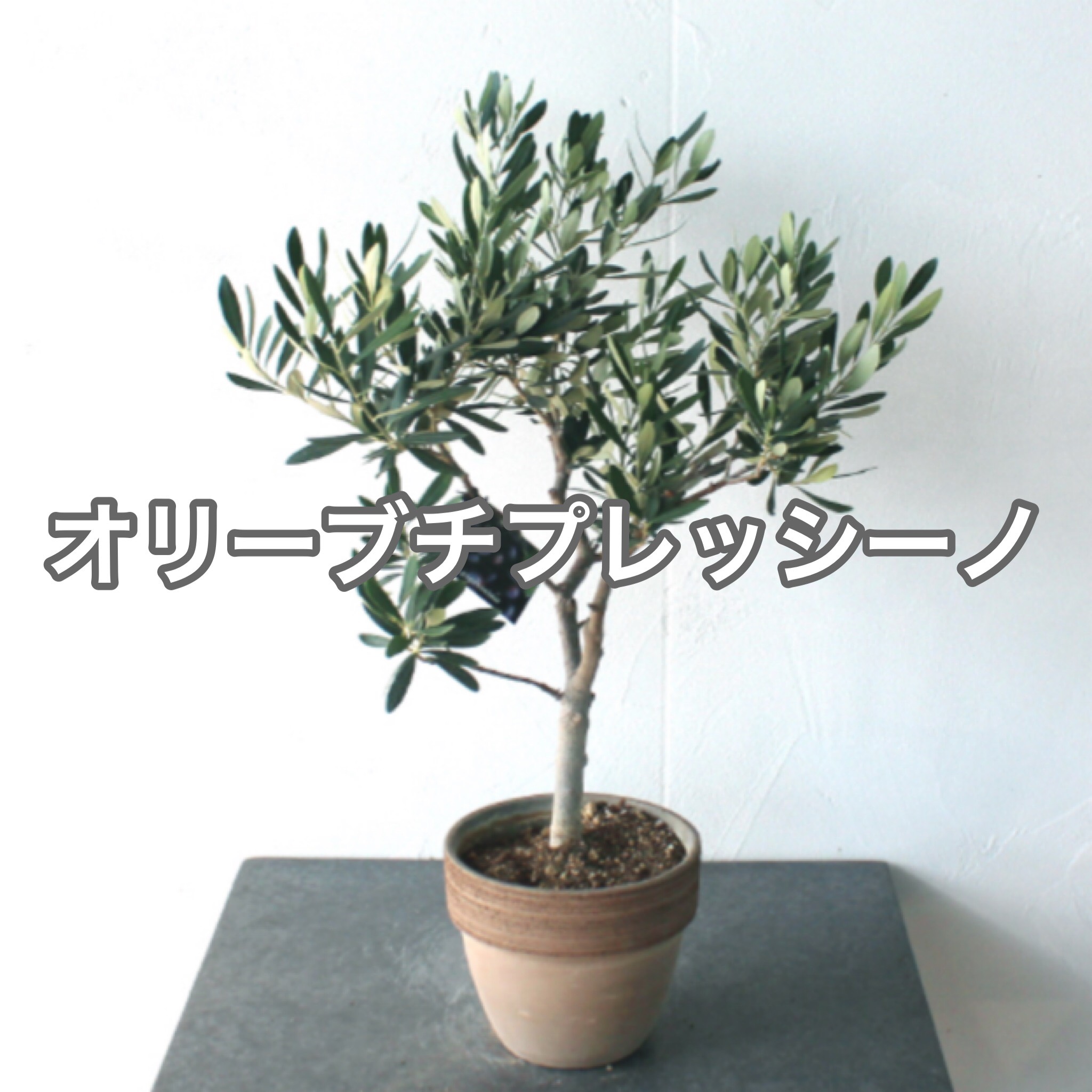 創樹　Souj 　オリーブの木　シプレッシーノ　テラコッタ鉢植え　苗