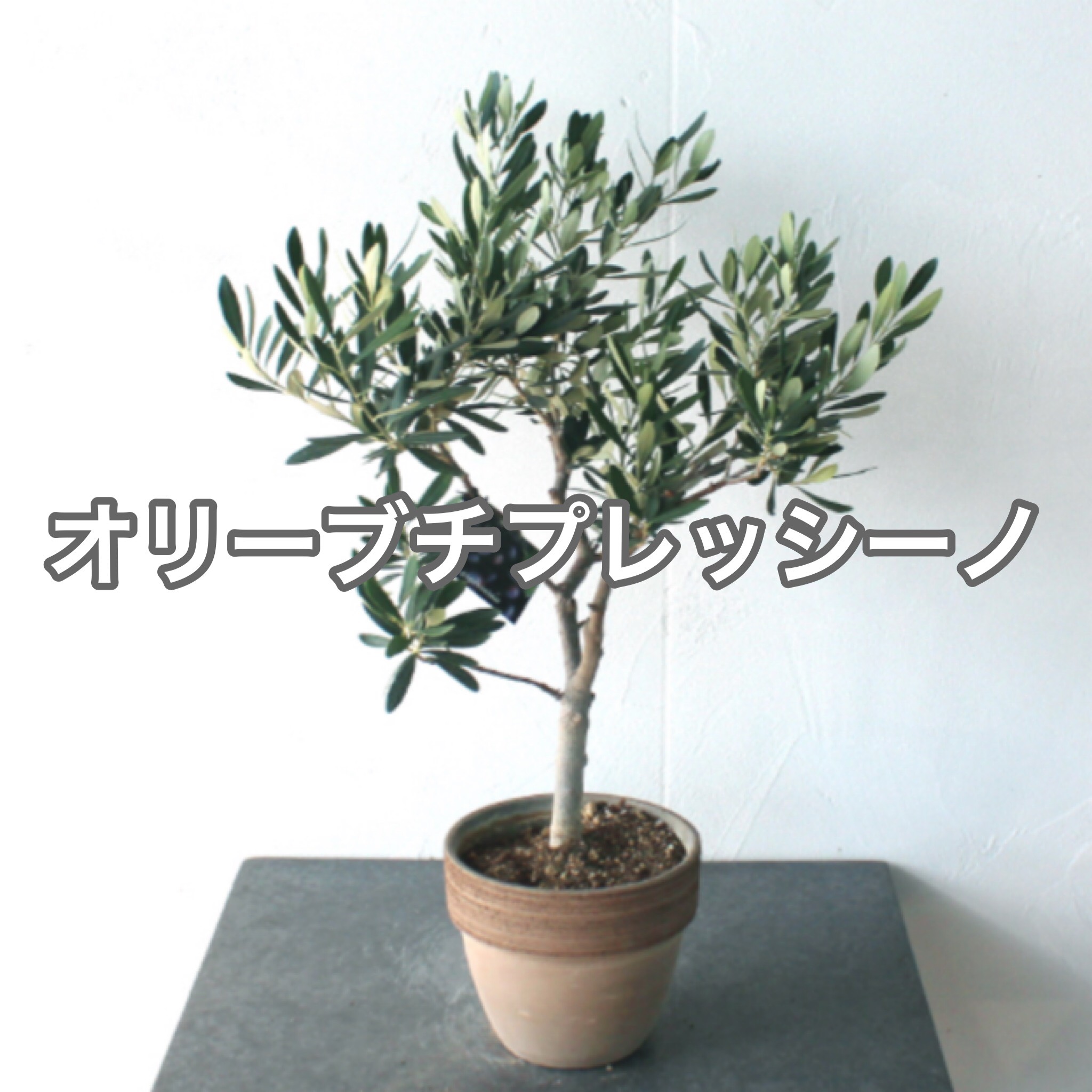 オリーブ チプレッシーノ 苗 SOUJU 創樹 観葉植物 シンボル