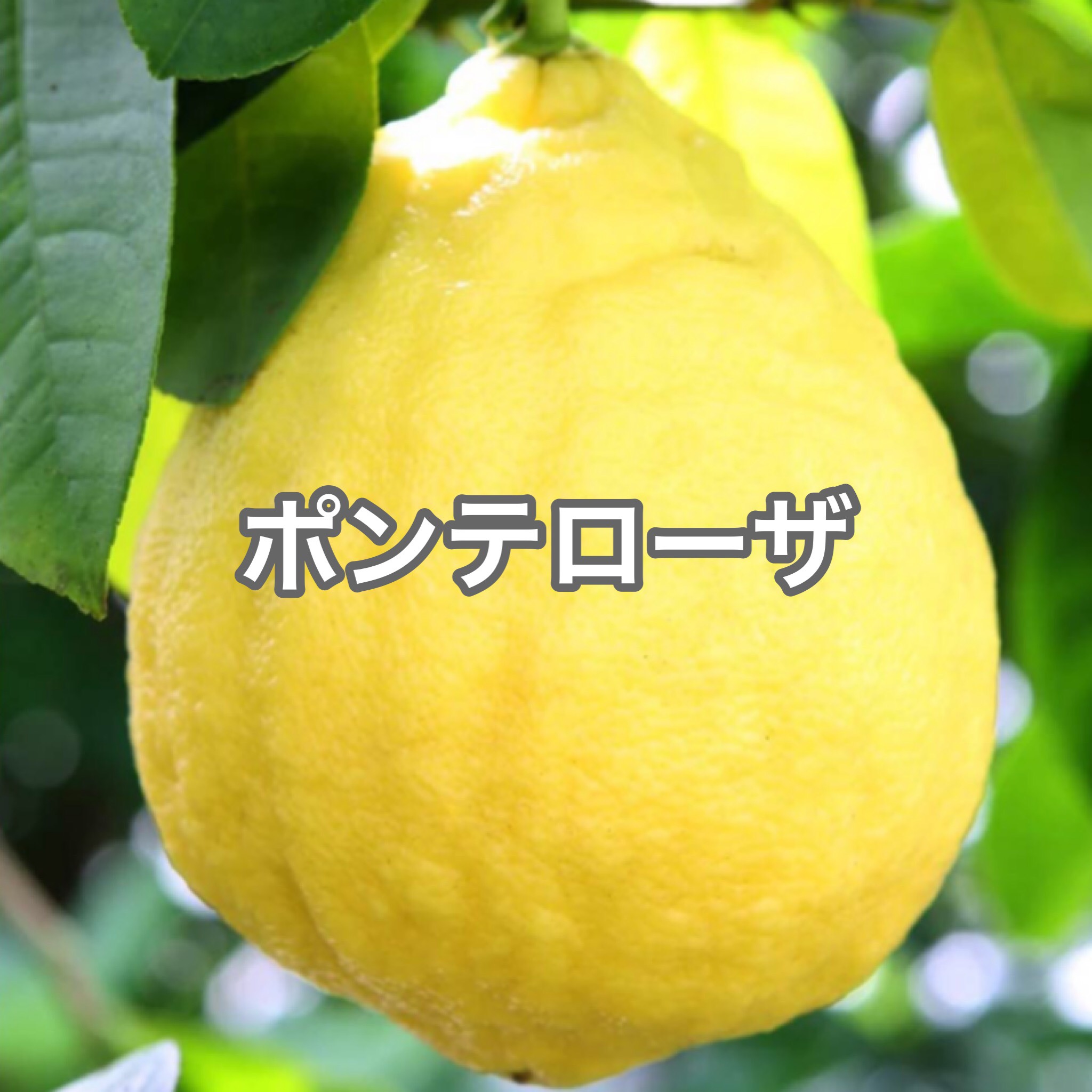 今が旬　採れたて新鮮　ジャンボ　レモン　ポンテローザ　10キロ