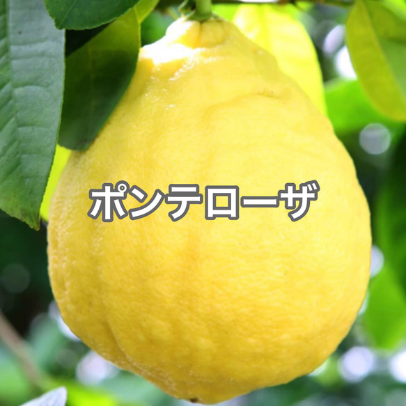 ポンテローザ ジャンボレモン 苗 柑橘 激レア 超希少 観葉植物