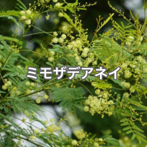 ミモザ アカシア デアネイ 苗 人気 レア 四季咲き 観葉植物 シンボル