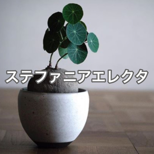 ステファニア エレクタ コーデックス 塊根植物 希少 入手困難 レア