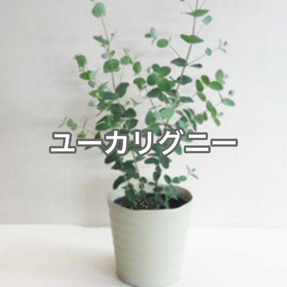 ユーカリ グニー グーニー 苗 新芽もりもり 観葉植物 シンボルツリー