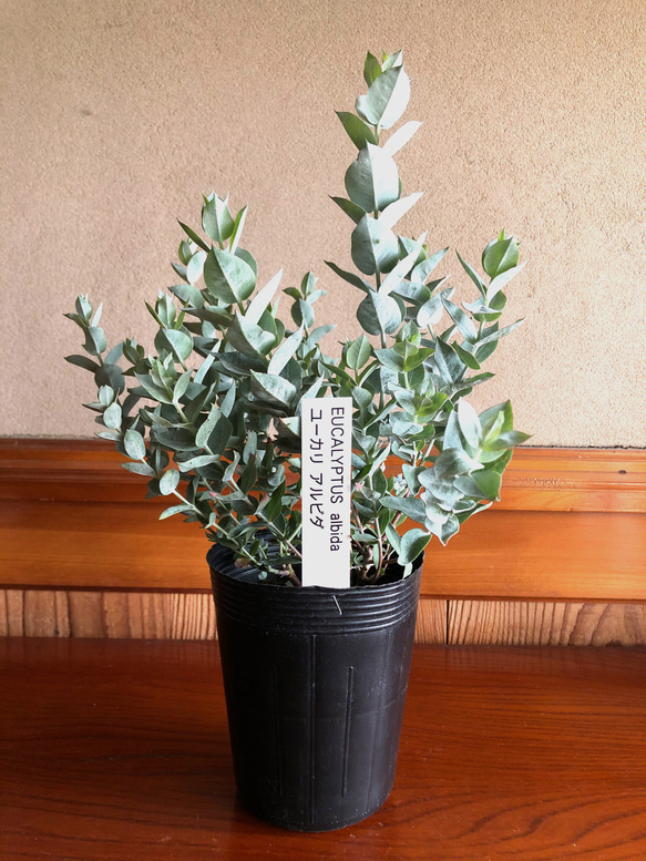 ユーカリ　アルビダ　苗　超希少　激レア　観葉植物　シンボルツリー 4枚目の画像