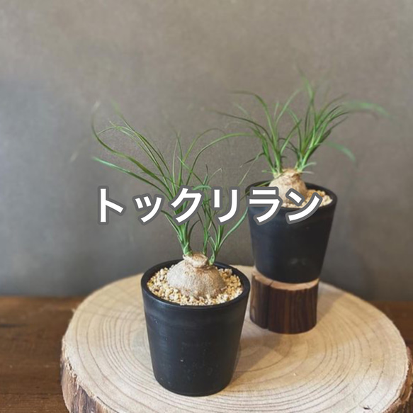 トックリラン　ノリナ　ポニーテール　観葉植物　苗　塊根植物 1枚目の画像