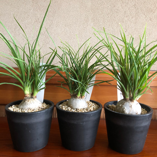 トックリラン ノリナ ポニーテール 観葉植物 苗 塊根植物 多肉