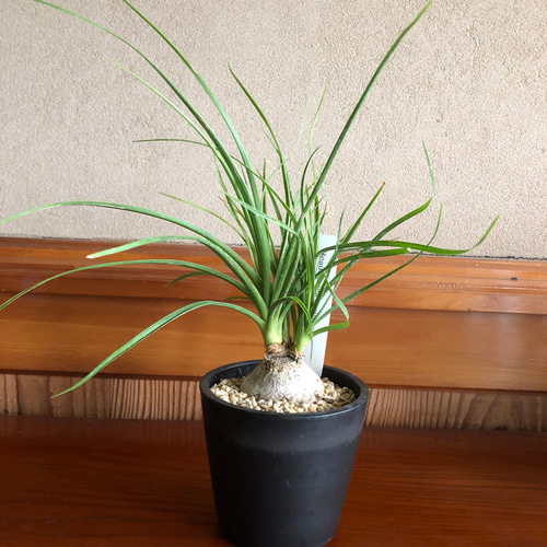 トックリラン② 塊根植物 ノリナ ポニーテール