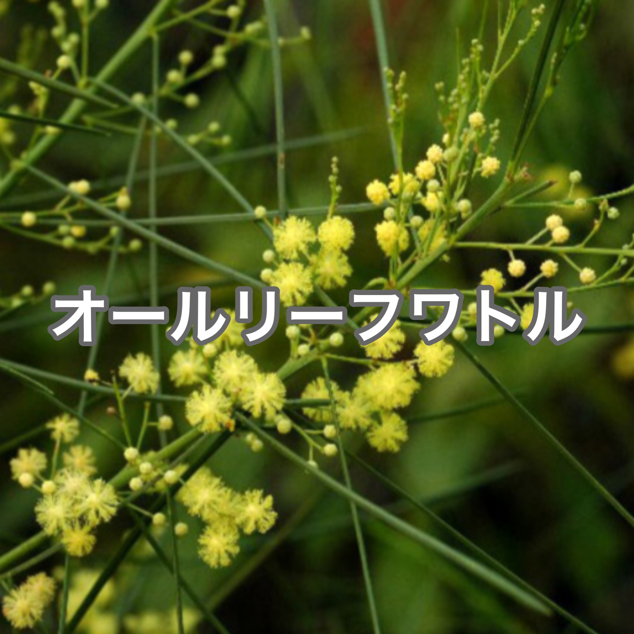 ミモザ アカシア オールリーフワトル 苗 激レア 超希少 シンボルツリー