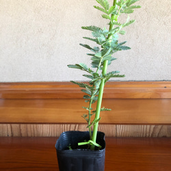 ミモザ　ギンヨウアカシア　苗　定番　大人気　観葉植物　シンボルツリー 3枚目の画像