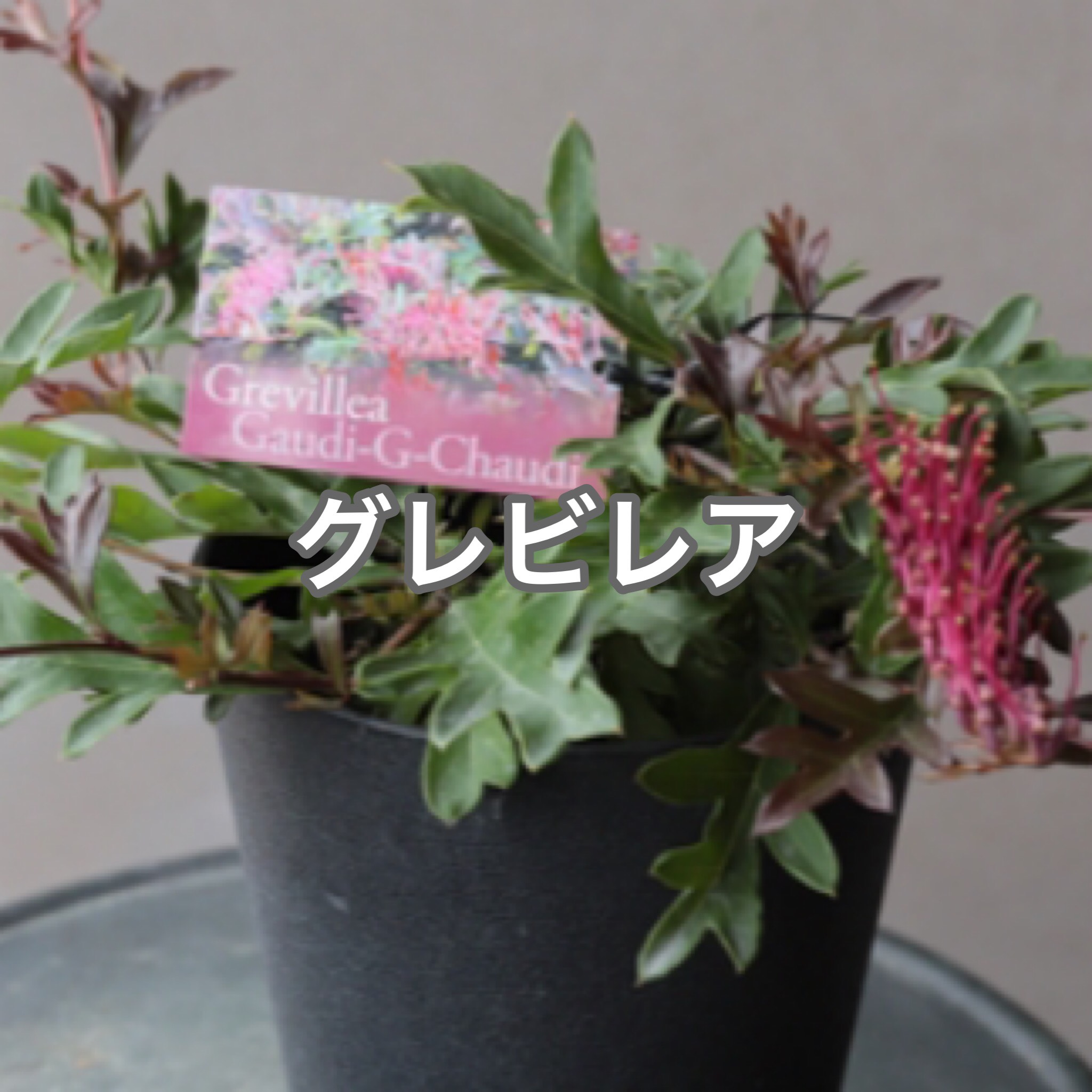 グレビレアの這性人気品種　☘　グレビレア　ガウディチャウディ　☘　苗