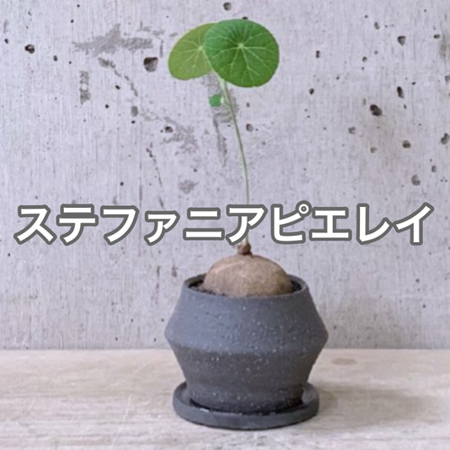 ステファニア ピエレイ コーデックス 入手困難 激レア 超希少 観葉植物 