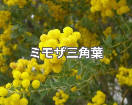 ミモザ アカシア 三角葉 大苗 人気 観葉植物 希少 レア シンボルツリー
