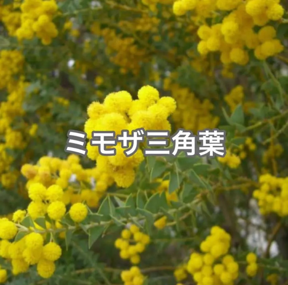 レア人気種　三角アカシア レア人気種 三角アカシア