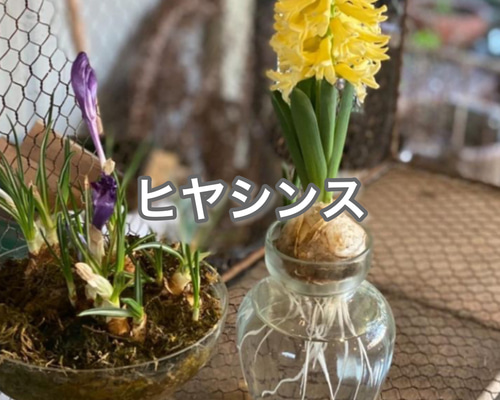 Amazon | フロンティアガラス ヒヤシンスガラスポット 1球用