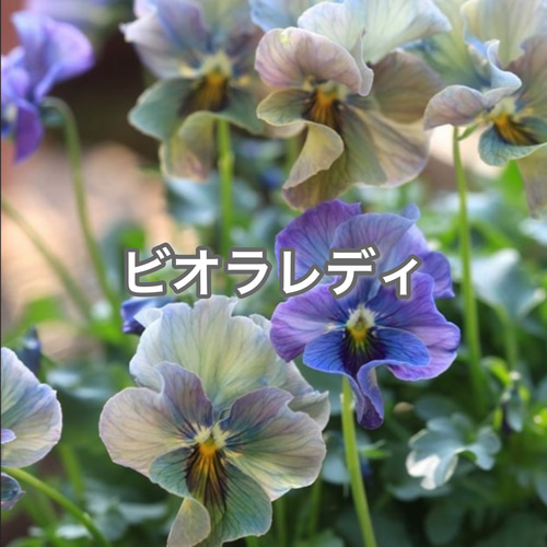 ビオラ レディ 苗 超希少 激レア 花 グラデーション アンティーク 多肉