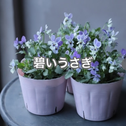 プレミアムビオラ 碧いうさぎ バニービオラ コウロギノブコ 超希少 激