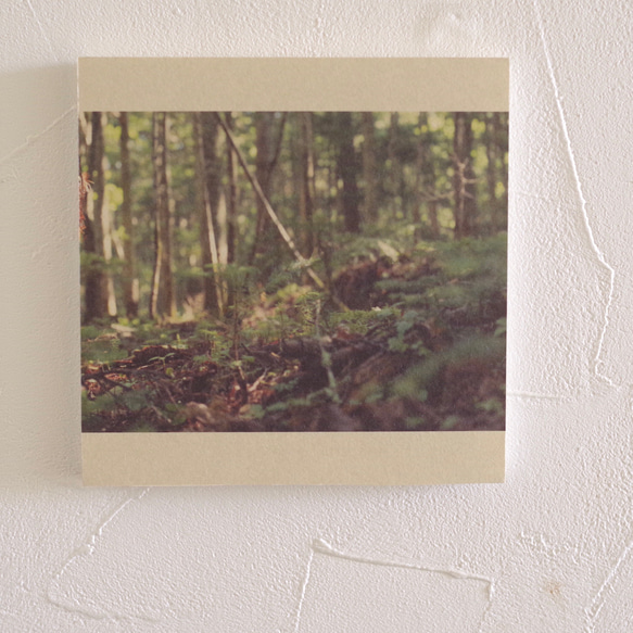 壁であそぼう 写真 アートパネル 木 森 葉っぱ 緑 1枚目の画像