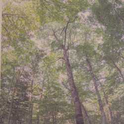 壁であそぼう 写真 アートパネル 木 森 葉っぱ 緑 3枚目の画像