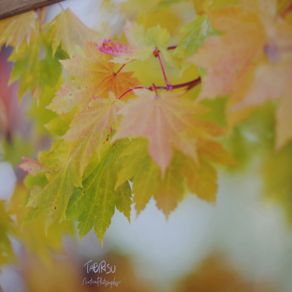 秋の新作 A4サイズ生写真(額付き) やさしい秋 もみじ 葉っぱ 秋 写真 3枚目の画像