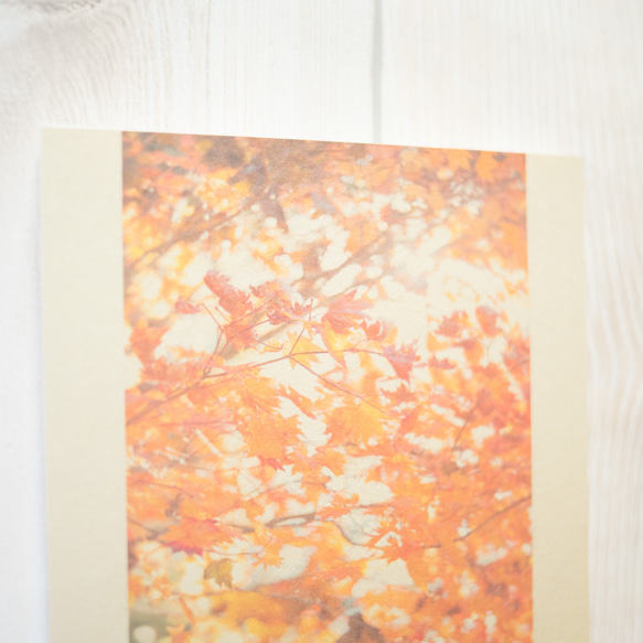 壁であそぼう 写真 アートパネル 葉っぱ 紅葉 木 森 秋 2枚目の画像