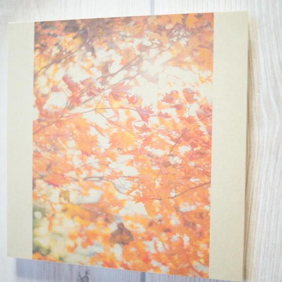 壁であそぼう 写真 アートパネル 葉っぱ 紅葉 木 森 秋 3枚目の画像