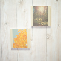 壁であそぼう 写真 アートパネル 木 森 葉っぱ 紅葉 黄色 4枚目の画像