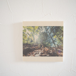 壁であそぼう 写真 アートパネル 木 森 葉っぱ 緑 北海道 阿寒摩周国立公園 1枚目の画像